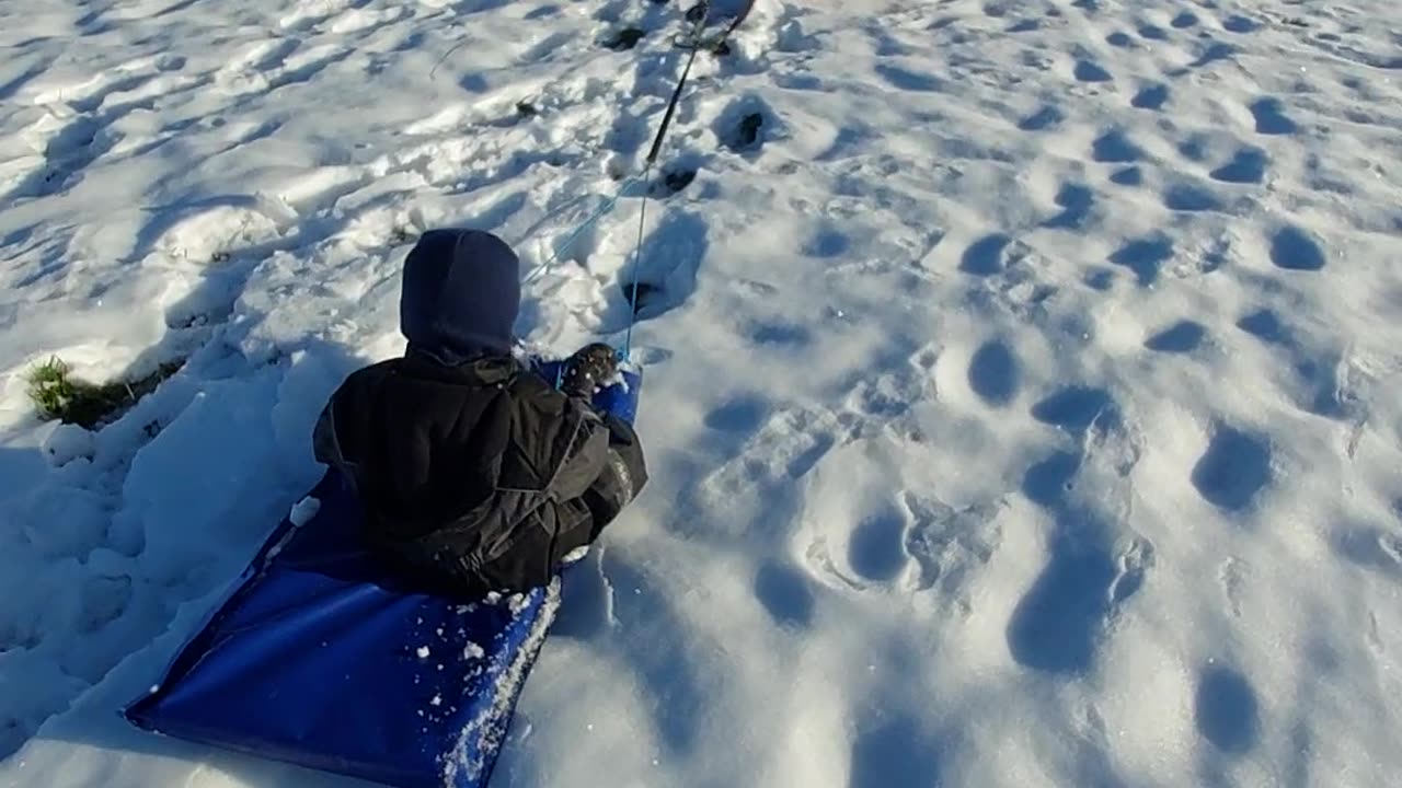 Nuwa og Valder er slæde hunde 🇩🇰