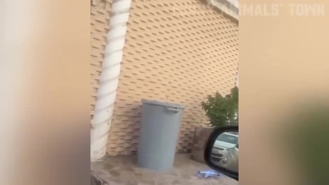 Funniest Cats and Dogs