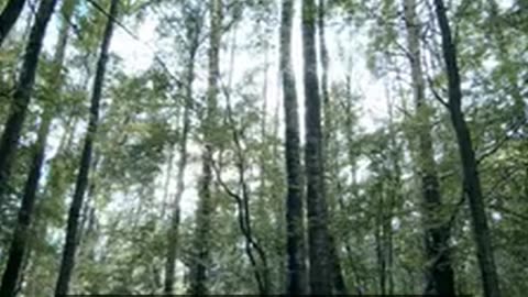 Daily Horoscope | Taurus 🌟