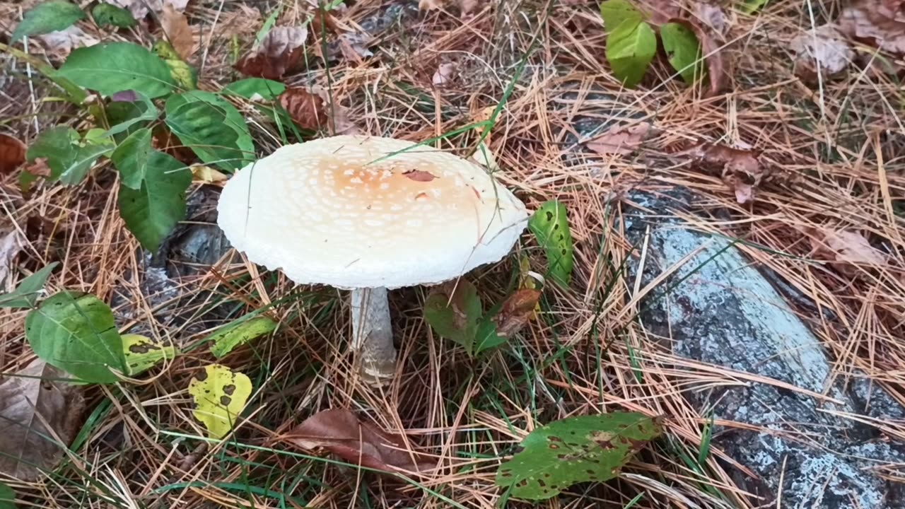 Mushroom