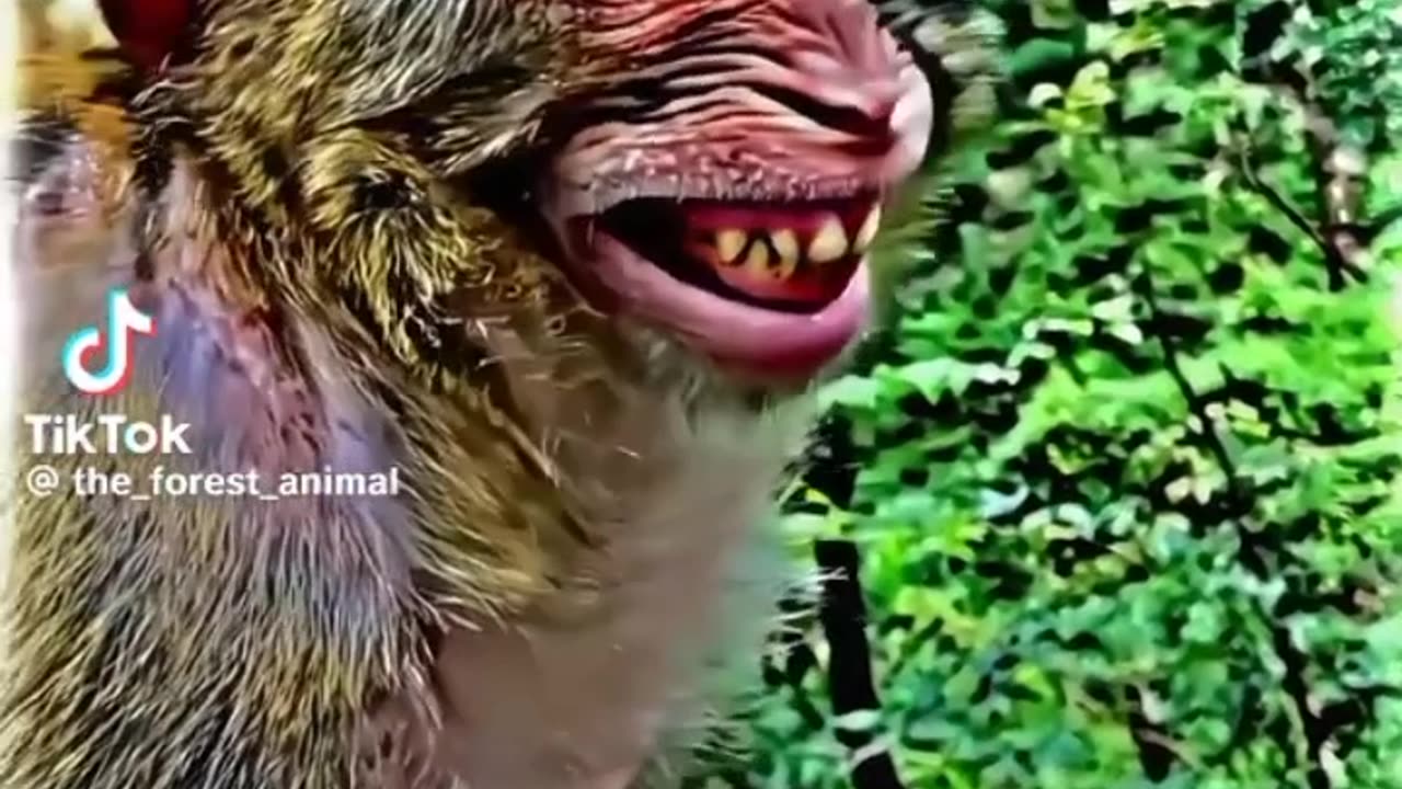 Funny monkey 🐵 🐵🐵