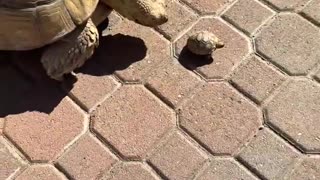 16 year old Tortoise Mom and her 1 month old baby