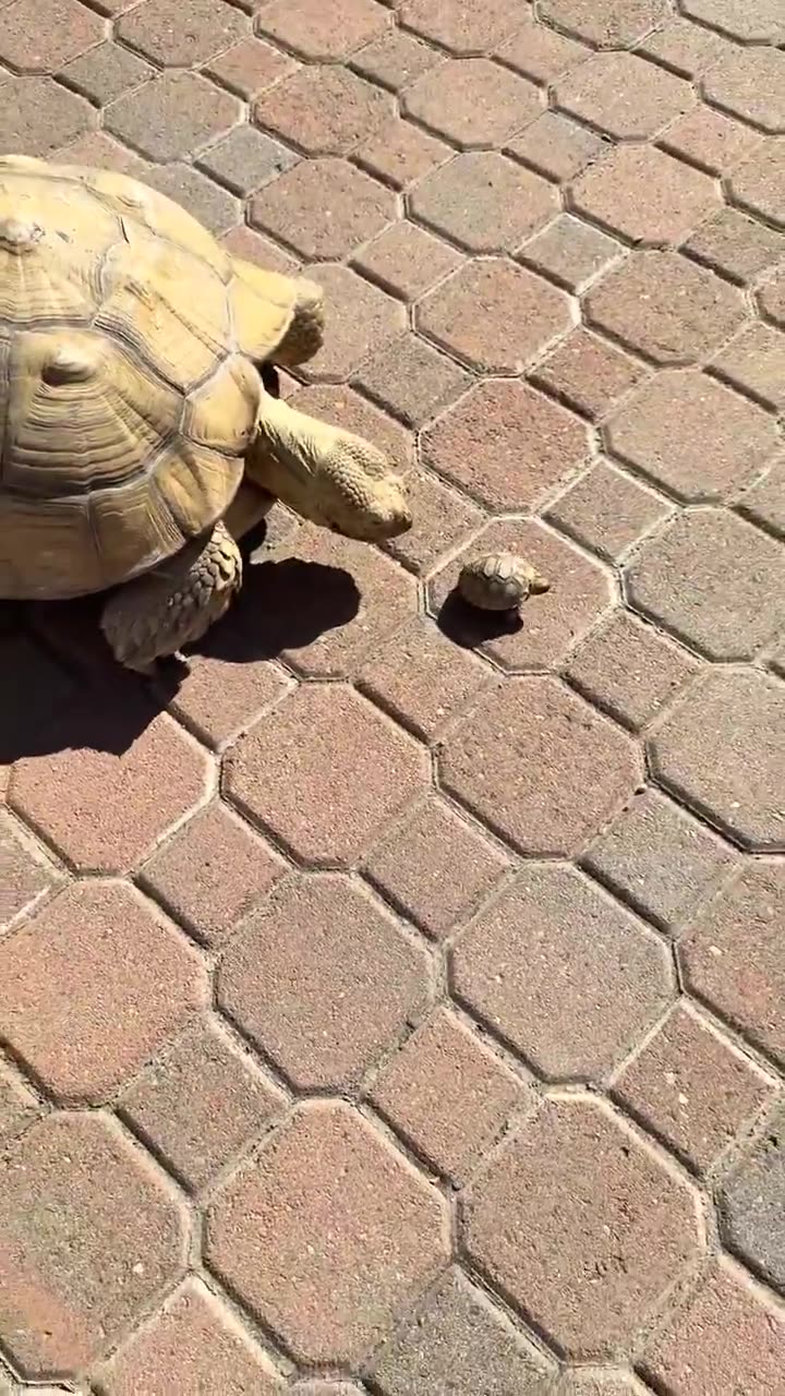 16 year old Tortoise Mom and her 1 month old baby