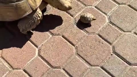 16 year old Tortoise Mom and her 1 month old baby