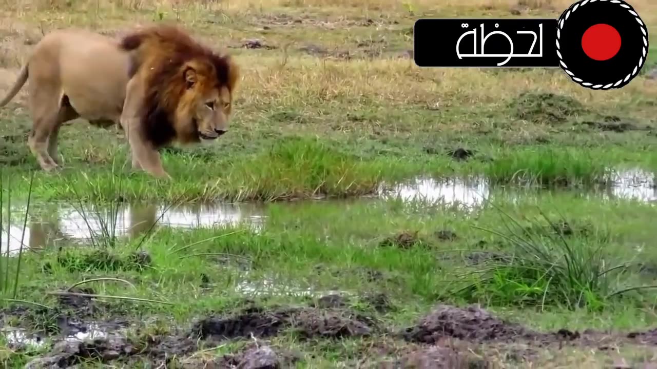 animals