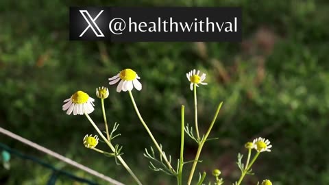 Healing Garden