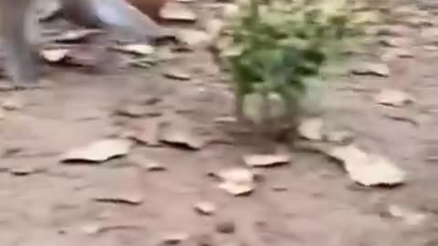 Funny 😂 video of monkey 🐒