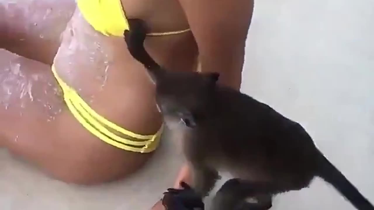 Smart Monkey