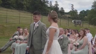 When the local cow decides to have their say at your wedding