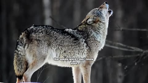 This is How Wolves became Dogs... | Joe Rogan with Donnie Vincent