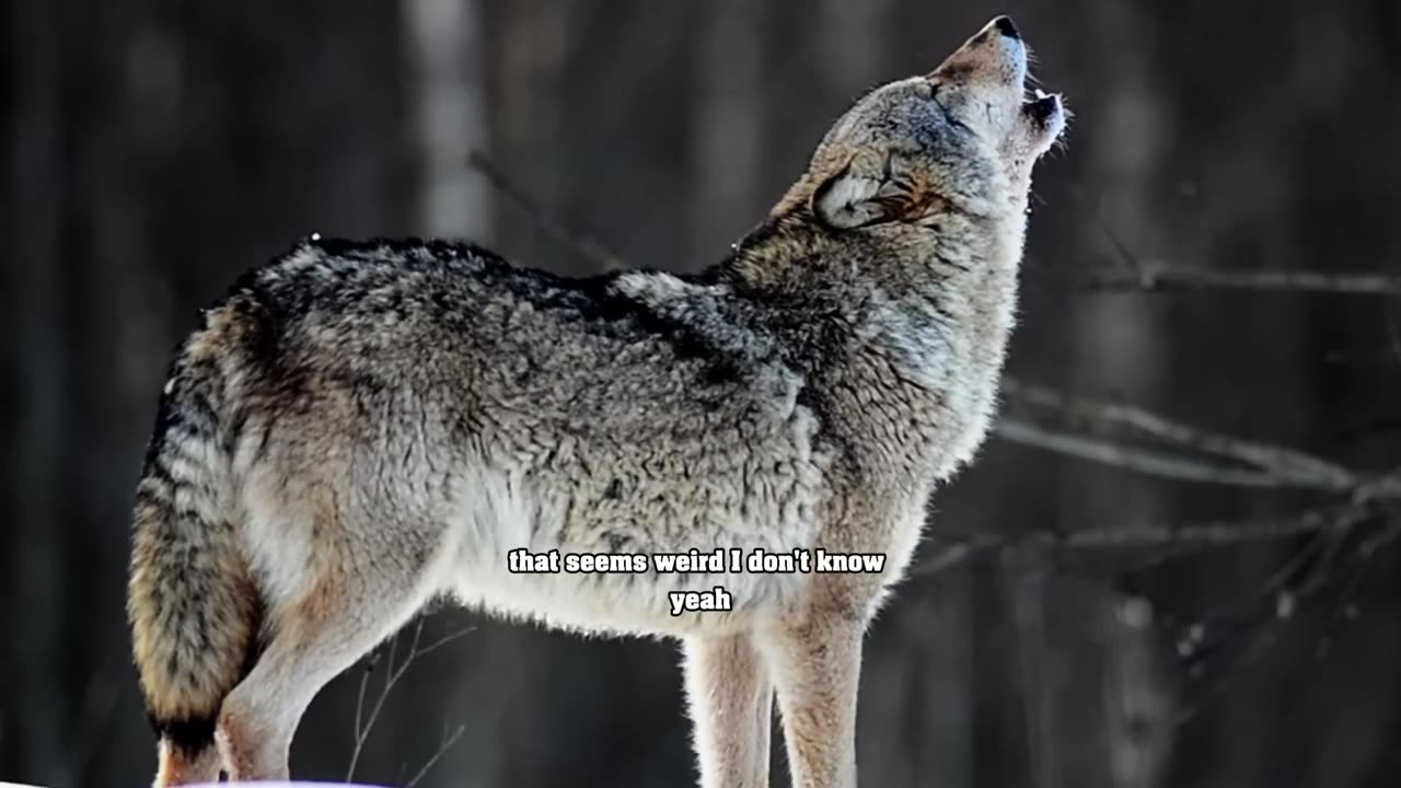 This is How Wolves became Dogs... | Joe Rogan with Donnie Vincent