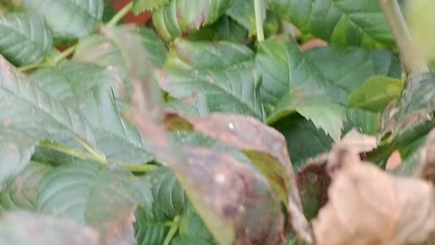 Rothschild BlackRock WEF Power...