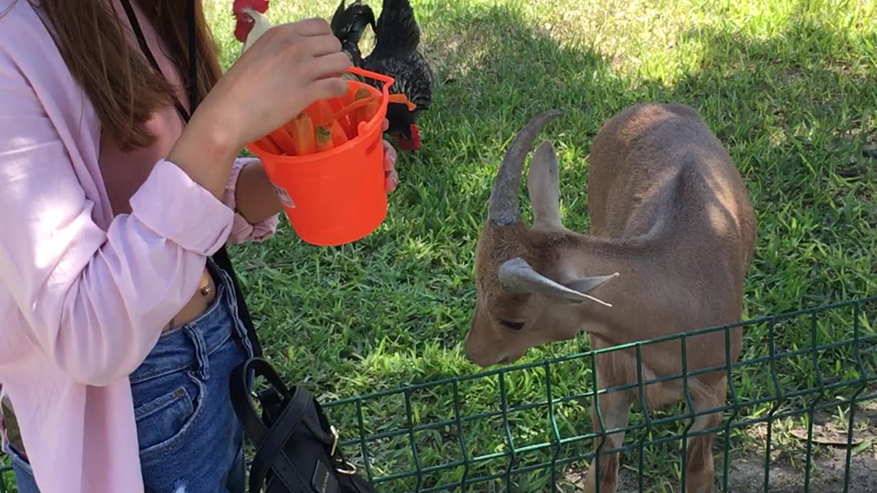 Xenpal Zoo 2 (Garcia, Nuevo Leon, Mexico)