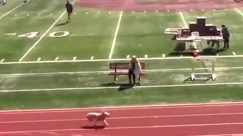 A dog ran onto the track during a high school relay race