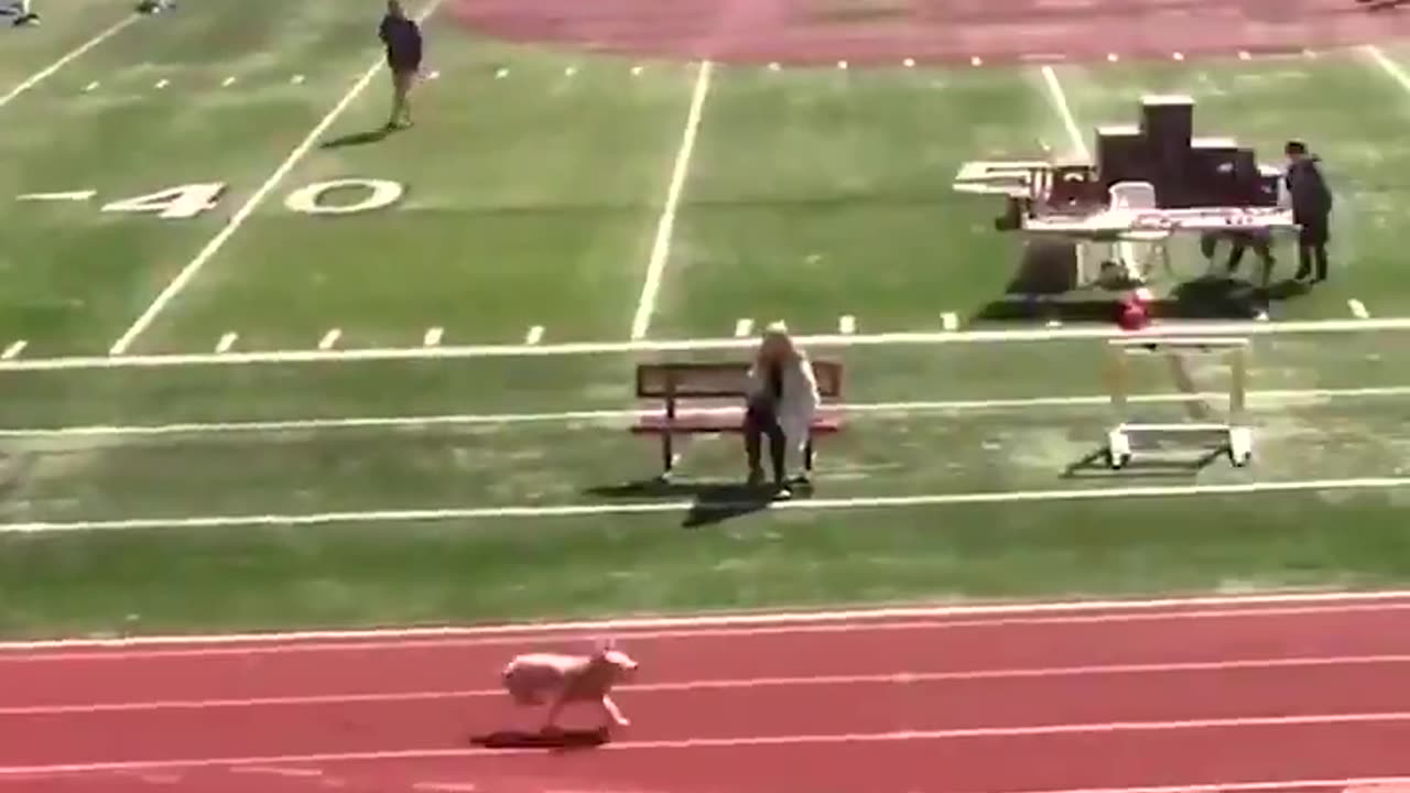 A dog ran onto the track during a high school relay race