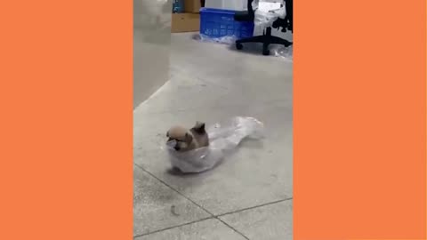 Understand Your Dog Like Never Before! The Course Every Dog Parent Needs