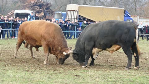 Medonja od Langića vs Jablan od Džanga Zimča 2025