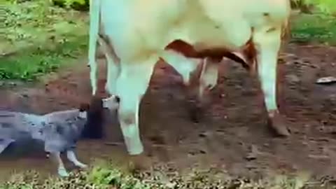 animals