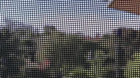 Clingy Lady King Parrot Wants a Cashew