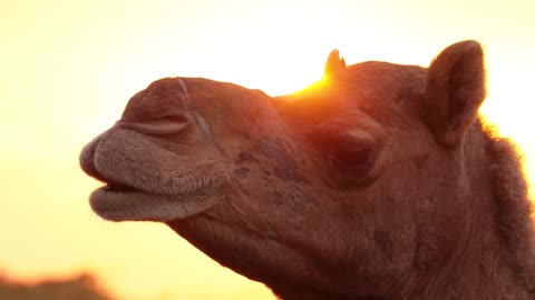 The Untold Secrets of How Camels Mastered the Desert