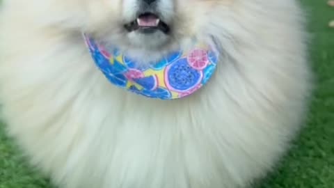 Round and Fluffy Dog