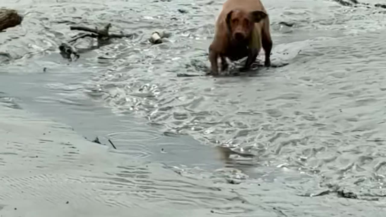 Dog Biffs It and Gets Right Back Up!