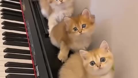 Funny moment of the cat 🥰❤️Lustiger Moment der Katze🥰❤️- HelloMochiKitten - ClickHive