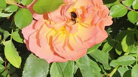 Bee pollinating Forever Amber Rose