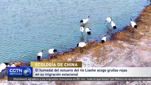 El humedal del estuario del río Liaohe acoge grullas rojas en su migración estacional