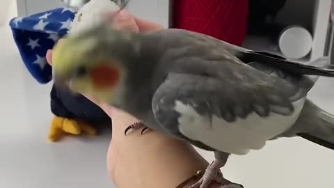 Jealous Cockatiel Demands Attention!!