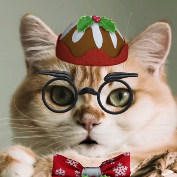 Merry Christmas Cat style #singingcat #talkinganimal #funnypets