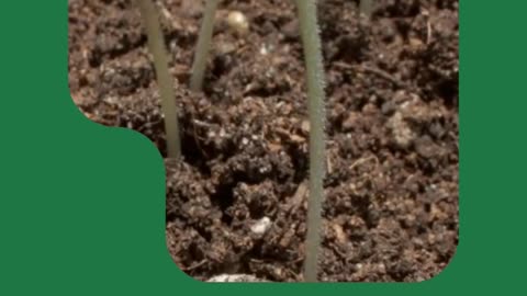 NACL: Advanced Crop Protection Solutions for Healthy Harvests