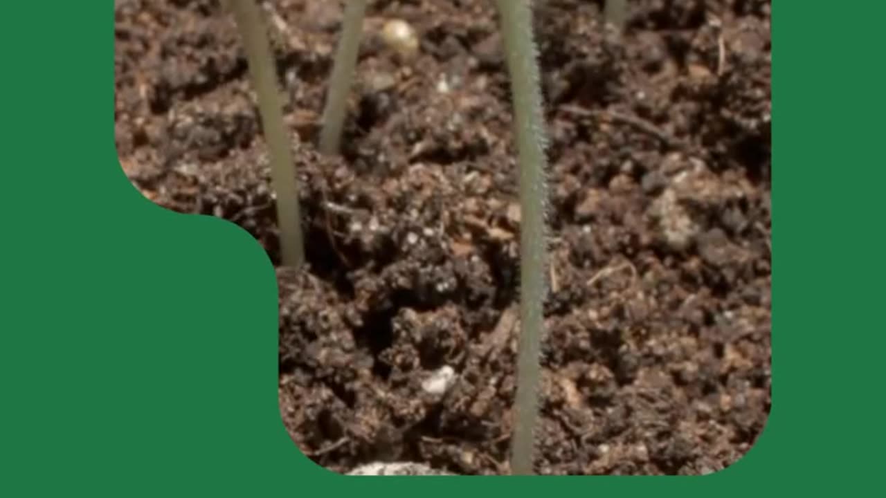NACL: Advanced Crop Protection Solutions for Healthy Harvests