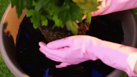 Discover genius ways to grow plants effortlessly plantingtips gardeninghacks 5mingreen