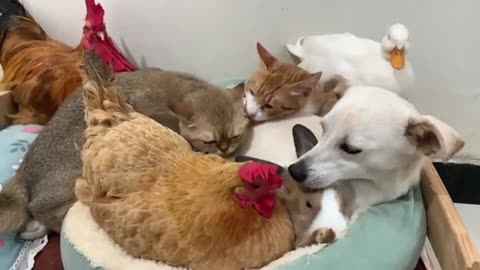 Unbelievable! The hen, duck, puppy, and rabbit all love Kitty! What a happy family.So funny and cute