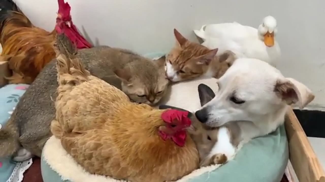 Unbelievable! The hen, duck, puppy, and rabbit all love Kitty! What a happy family.So funny and cute