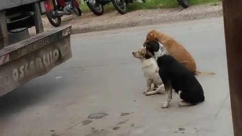 Hungry Dogs Stare At Hanging Pig Carcass