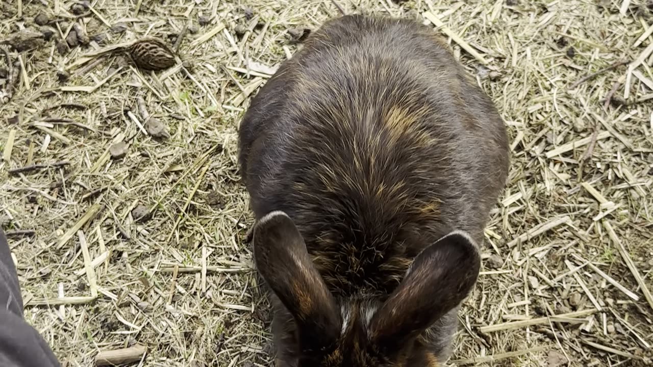 This energetic bunny is leaping over tiny obstacles