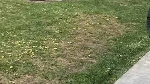 Real life Vs AI. Part 21