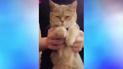 Funniest videos 13