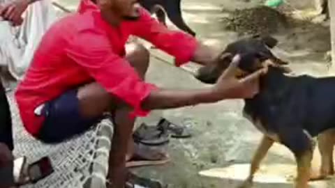 Very funny 😂🤣 video of dogs 🐕 and man