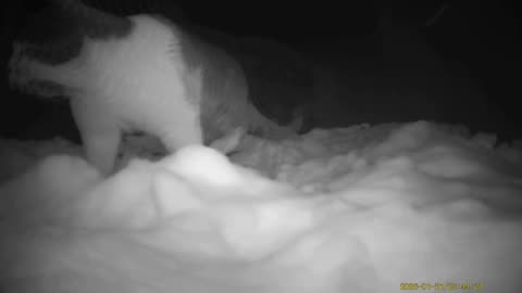 Wildlife Filmed By Haza PR800 Wild Camera, Levagood Area, Dearborn, MI, January 16 to 23, 2026