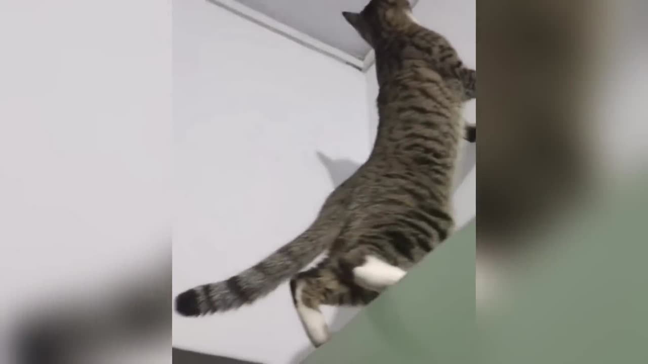 Funny Cat