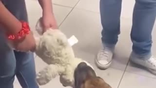 Look at him running like he owns the world