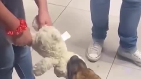 Look at him running like he owns the world