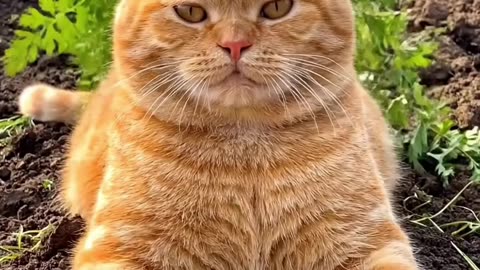 I Pulled a Carrot and a Cat Popped Out of the Ground