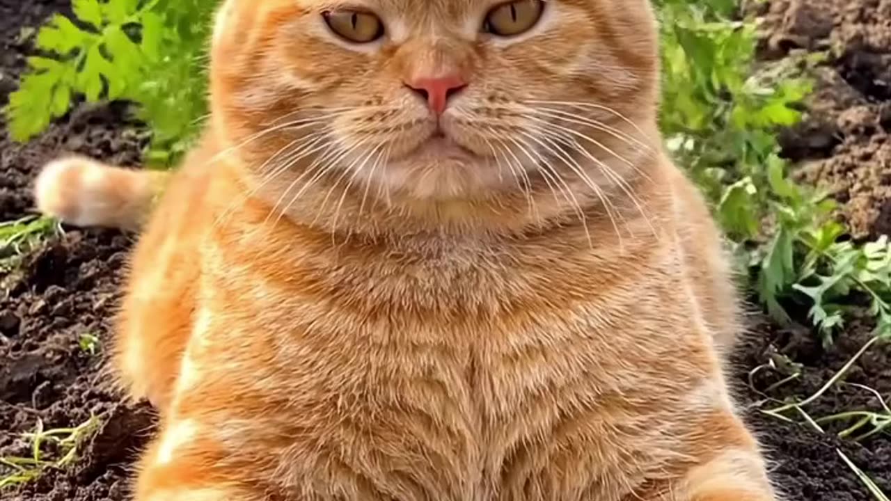 I Pulled a Carrot and a Cat Popped Out of the Ground