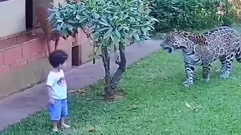 DOG PREVENTS JAGUAR ATTACK ON CHILD IN BRAZIL