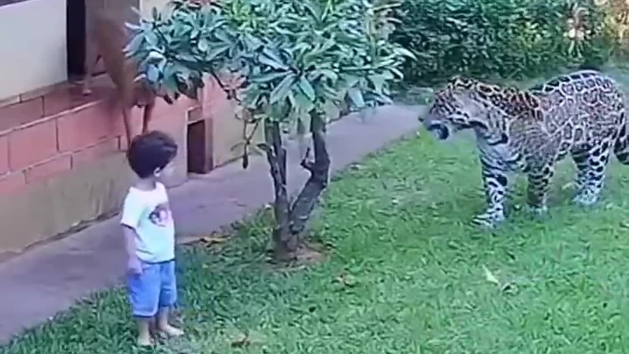 DOG PREVENTS JAGUAR ATTACK ON CHILD IN BRAZIL