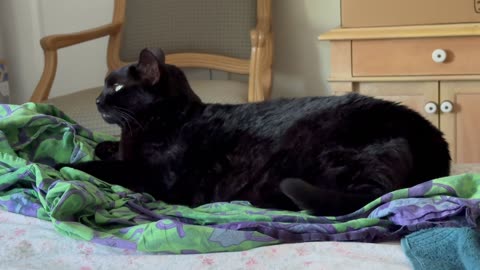 Cute Precious Piper Looks Like a Model - My Adopted Shelter Cat Vlog